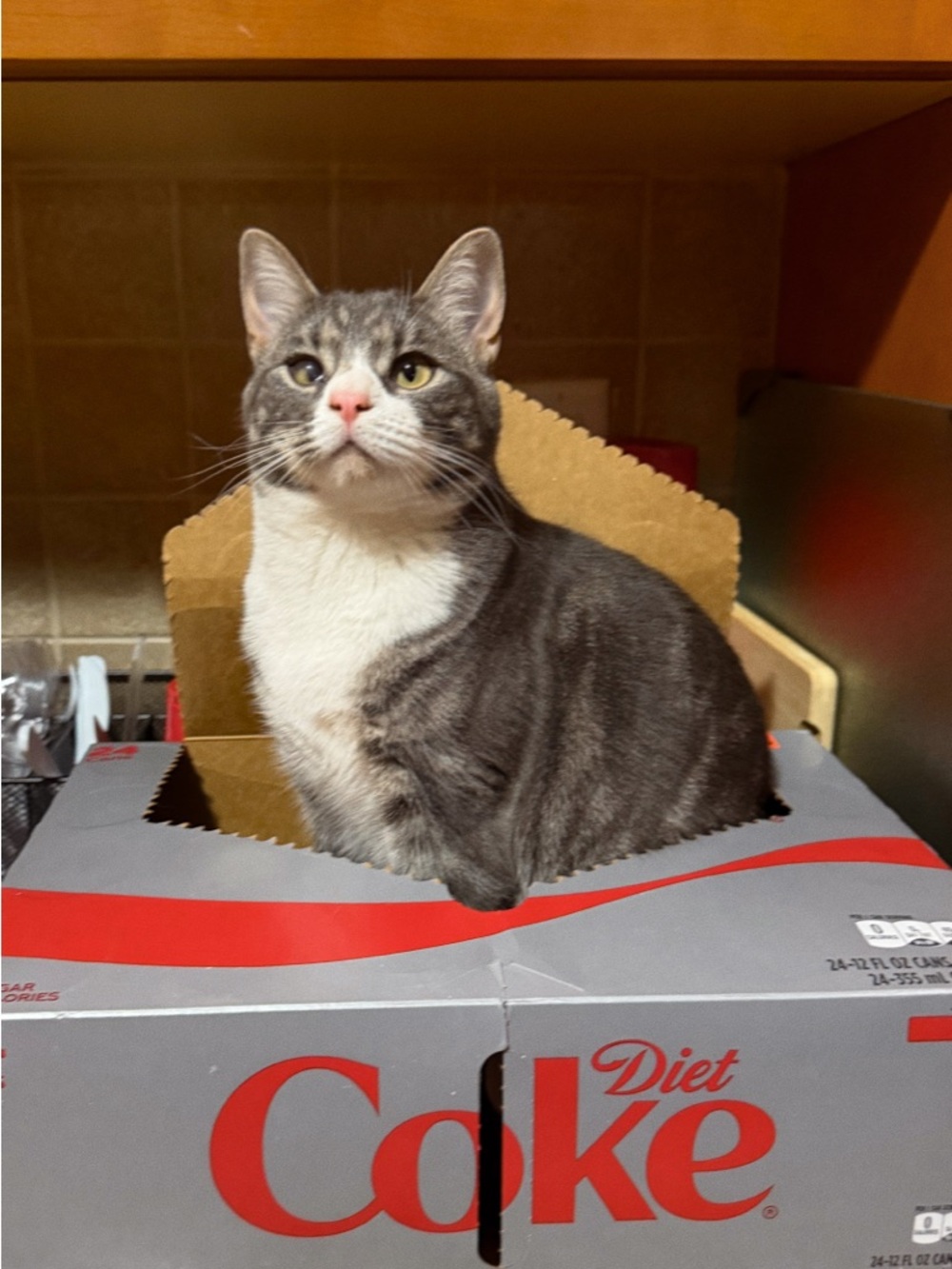 Meet your Posher, Gianna